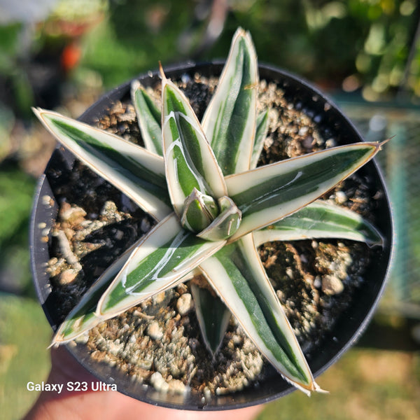 Agave rhino