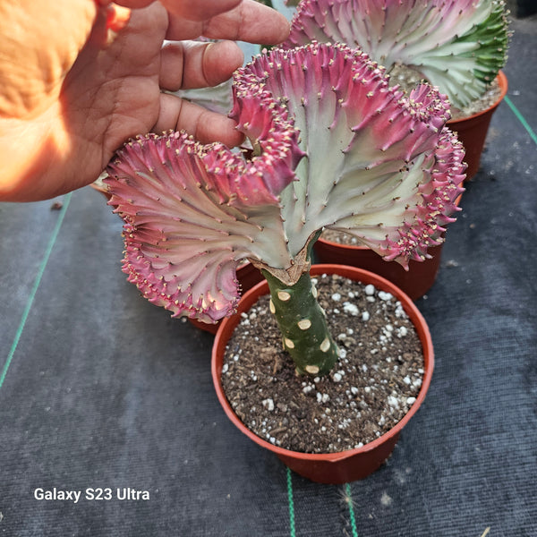 Euphorbia lactea, Mermaid Tail, Coral Cactus