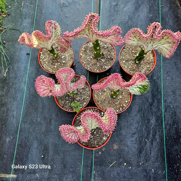 Euphorbia lactea, Mermaid Tail, Coral Cactus