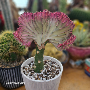 Euphorbia lactea, Mermaid Tail, Coral Cactus