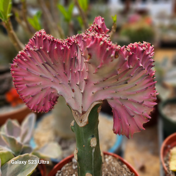 Euphorbia lactea, Mermaid Tail, Coral Cactus