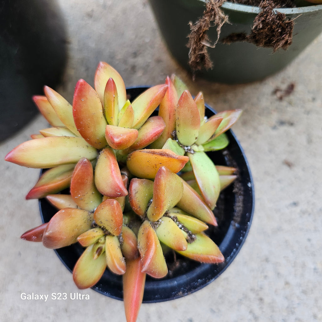sunstorm succulent SEDUM FIRESTORM – AceMegaSucculents