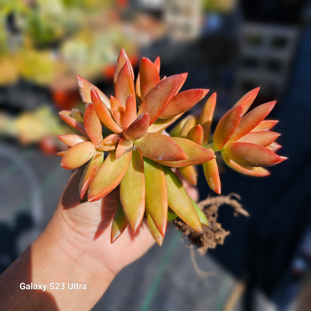 sedum firestorm succulent SEDUM FIRESTORM – AceMegaSucculents