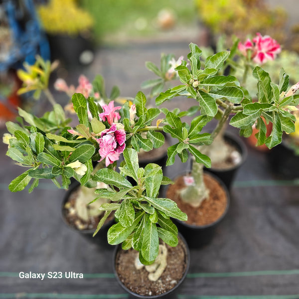 Adenium obesum