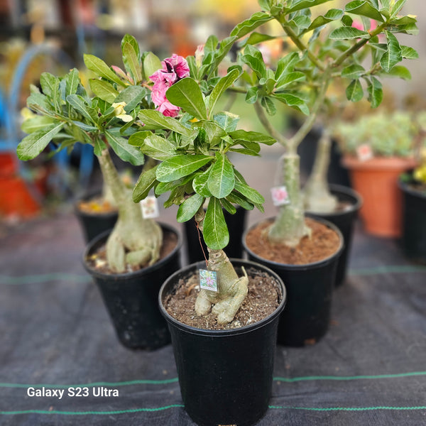 Adenium obesum