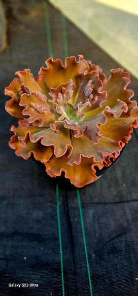 Echeveria curly purple