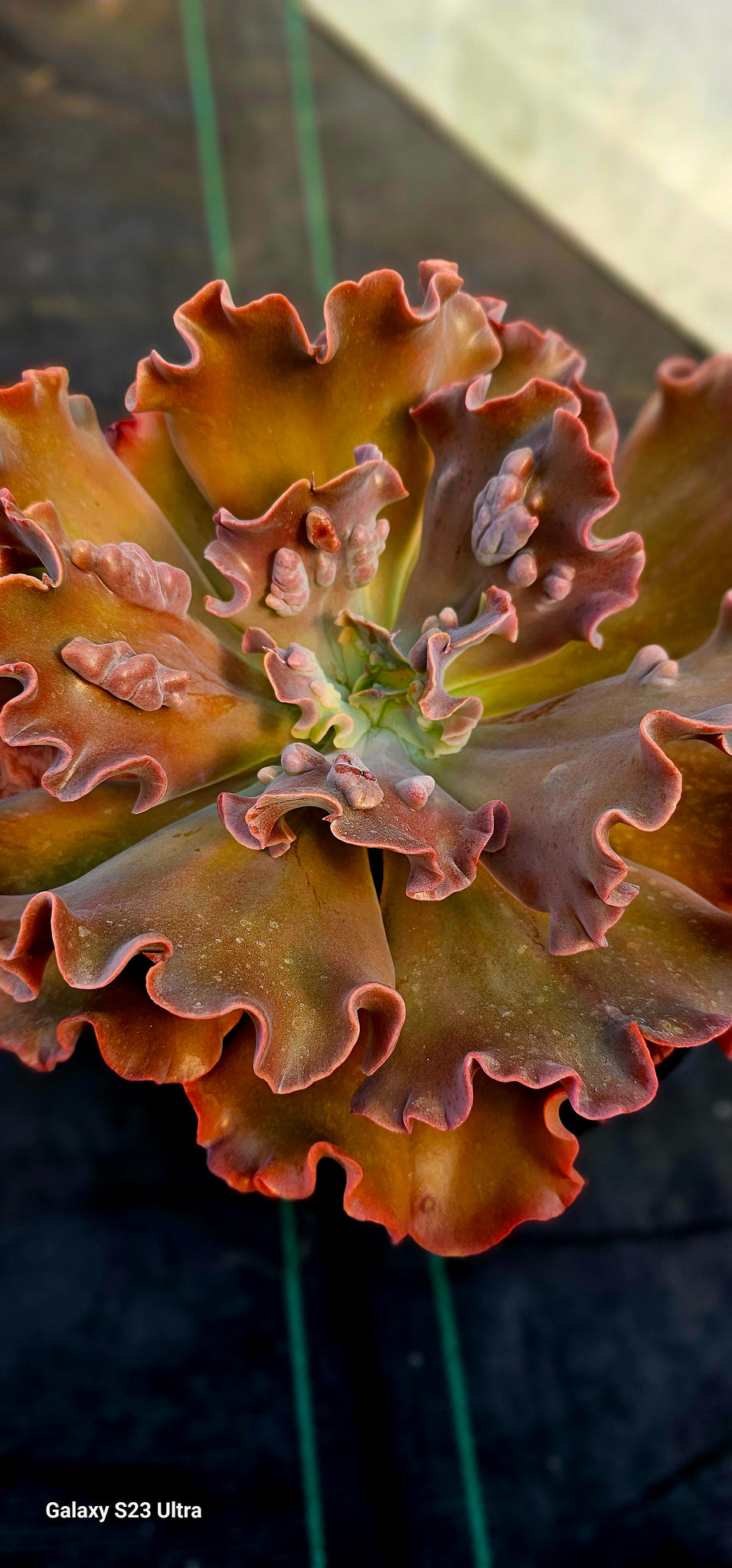 Echeveria curly purple