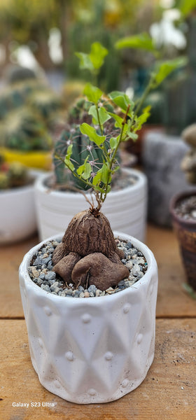 Dioscorea hemicrypta