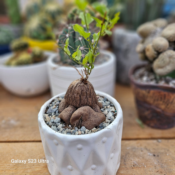 Dioscorea hemicrypta