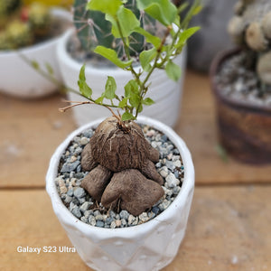 Dioscorea hemicrypta