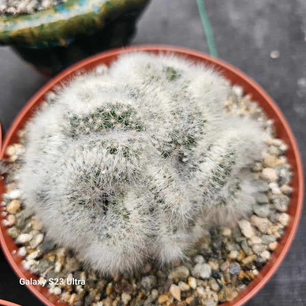 Crested Mammillaria Baumii