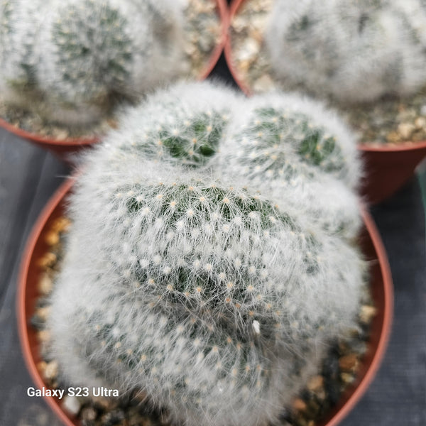 Crested Mammillaria Baumii