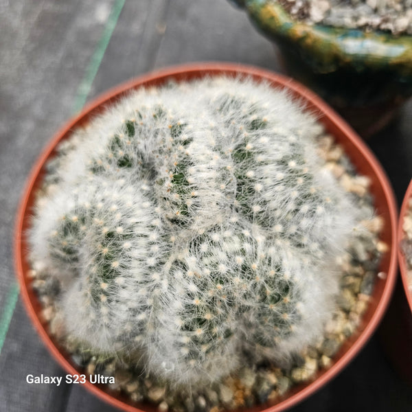 Crested Mammillaria Baumii