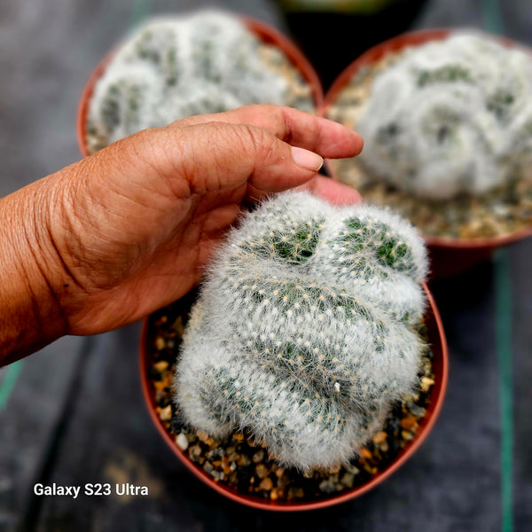 Crested Mammillaria Baumii