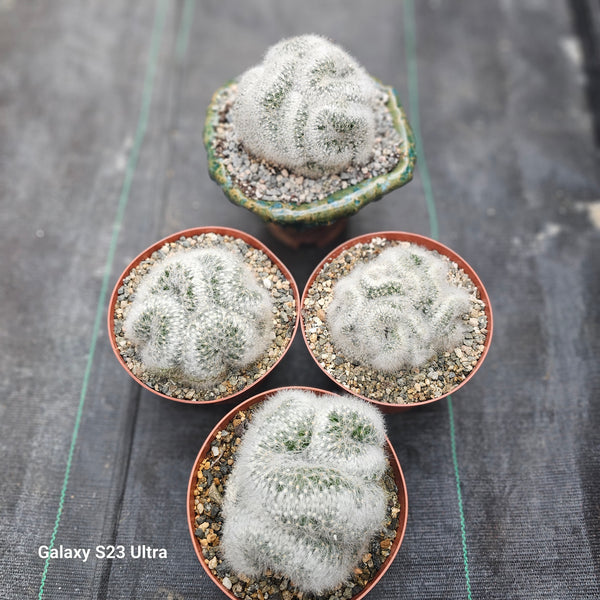 Crested Mammillaria Baumii