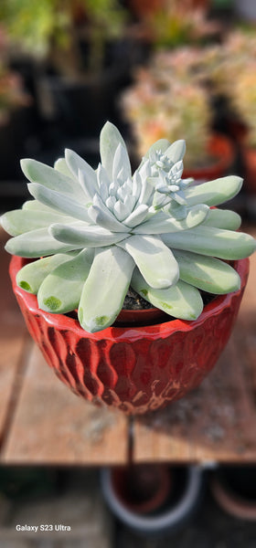 Dudleya Pachyphytum