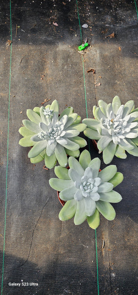 Dudleya Pachyphytum