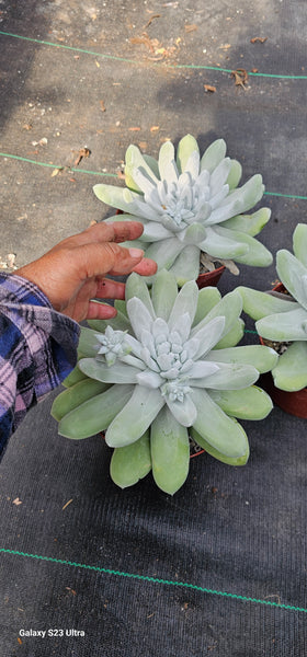 Dudleya Pachyphytum