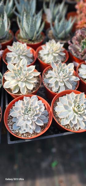 Echeveria Subsessilis variegated