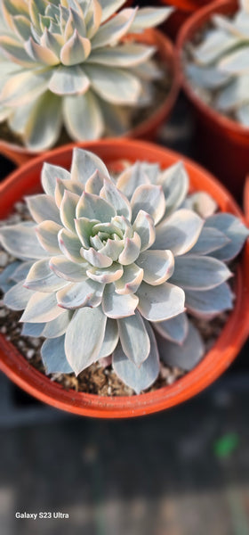 Echeveria Subsessilis variegated