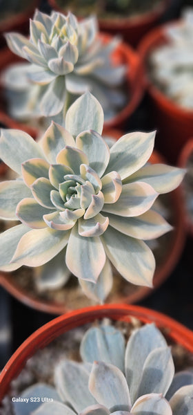 Echeveria Subsessilis variegated