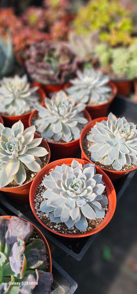 Echeveria Subsessilis variegated