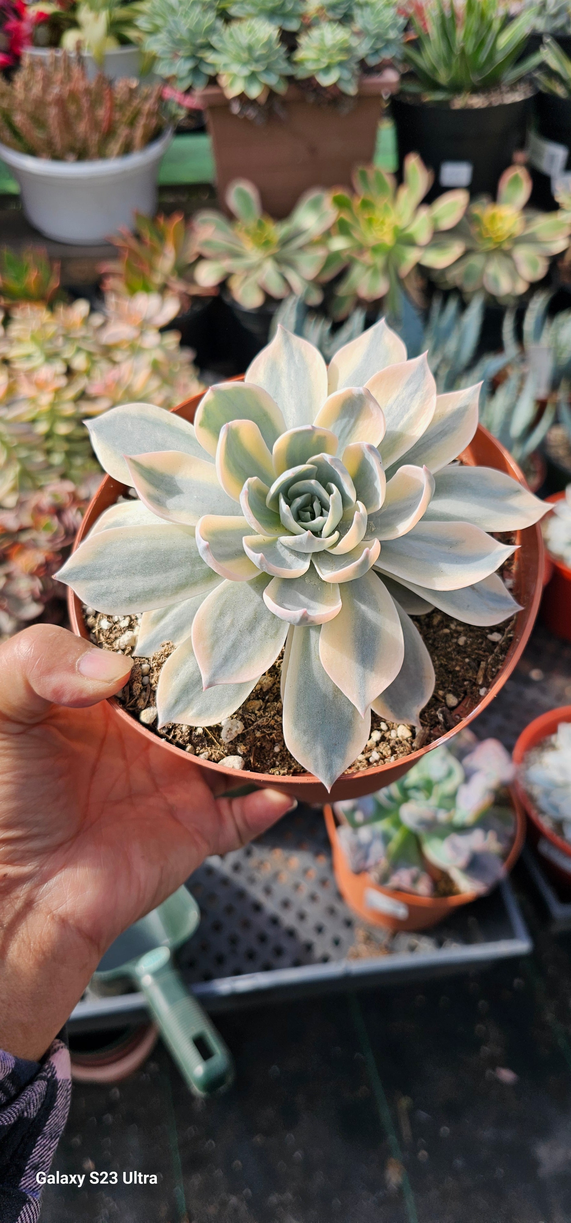 Echeveria Subsessilis variegated – AceMegaSucculents