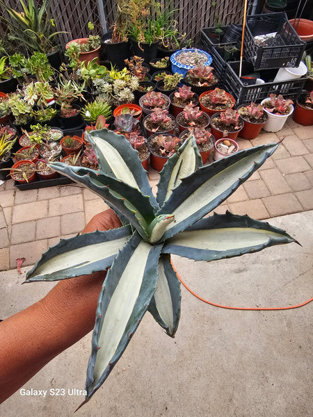 Agave mediopicta Alba