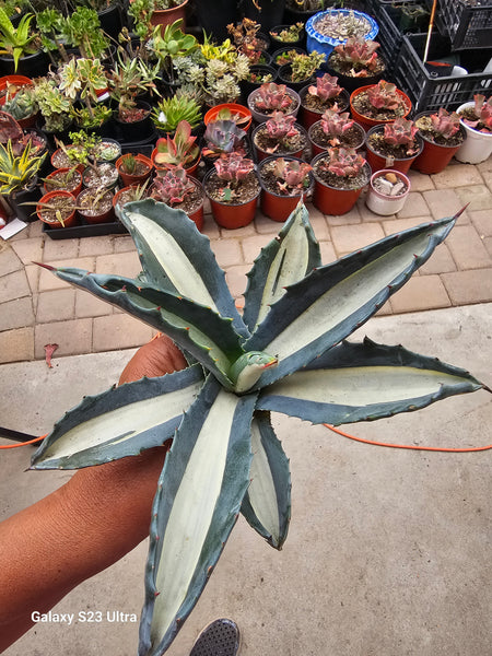 Agave mediopicta Alba