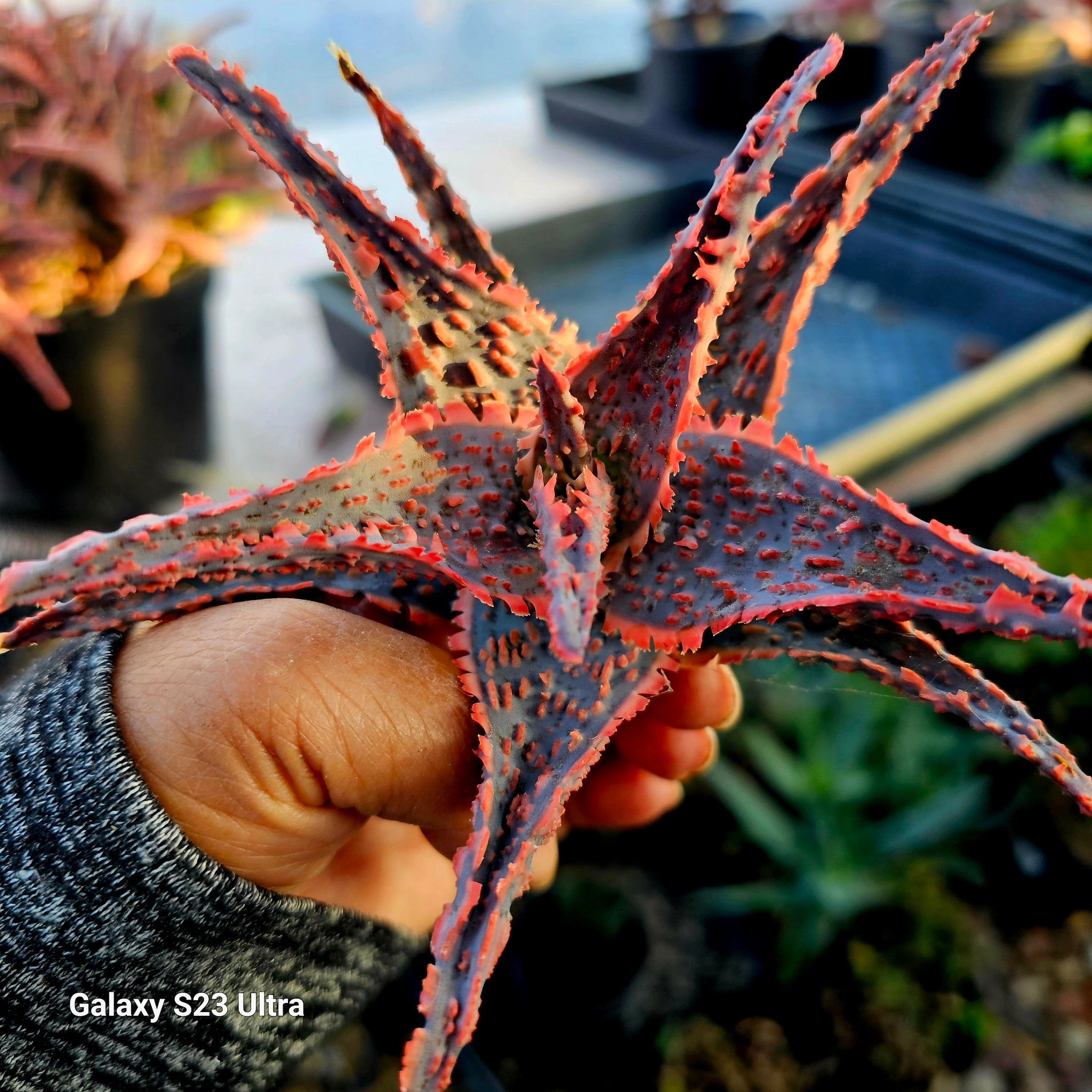 aloe様 Aloe plicotillis #5 at SPROUT HOME