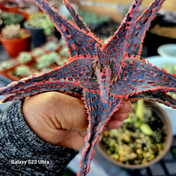 Aloe "Oik"