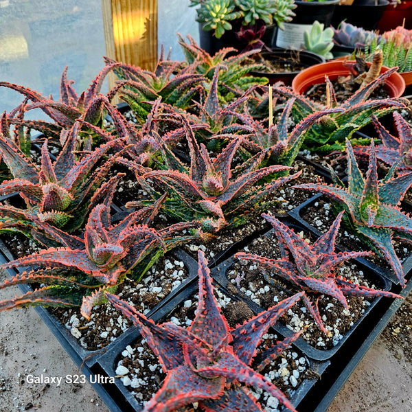 Aloe "Oik"