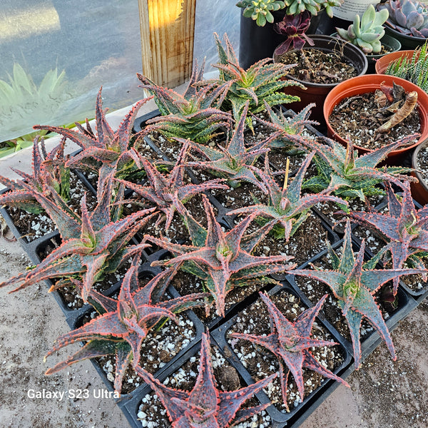 Aloe "Oik"