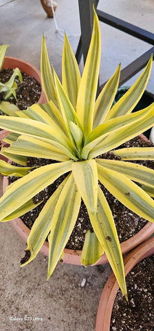 Agave Desmettiana Brigt star