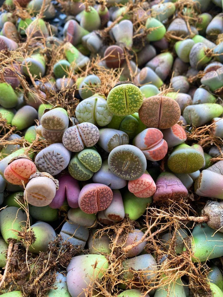 lithops and succulents Lithops multiple heads – AceMegaSucculents