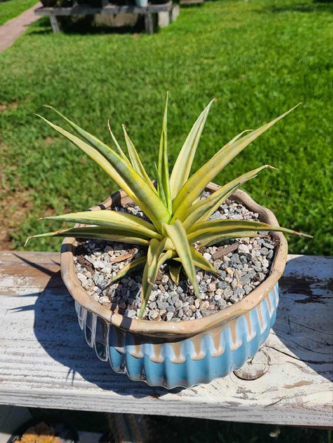 Sansevieria Gracillima