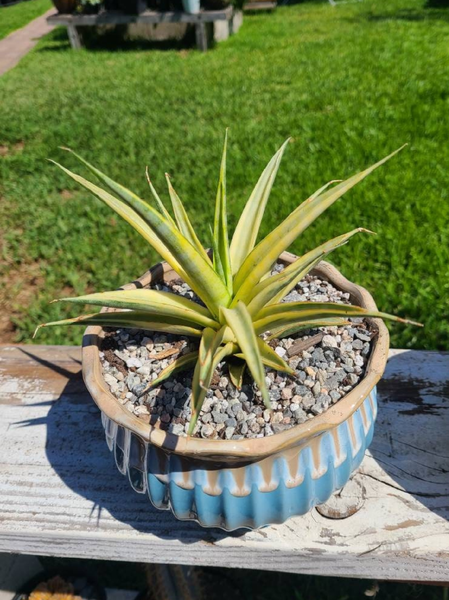 Sansevieria Gracillima