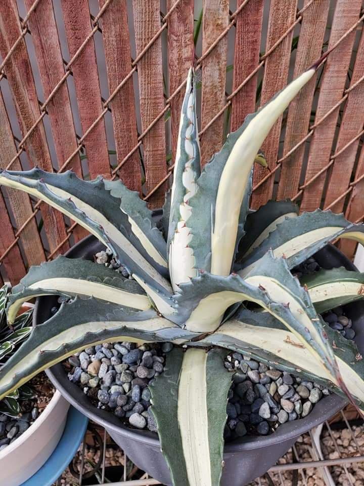 Agave mediopicta Alba – AceMegaSucculents