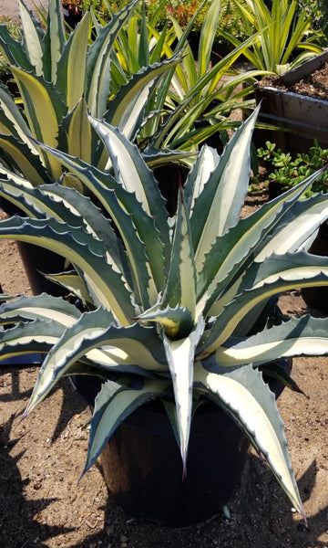 Agave mediopicta Alba