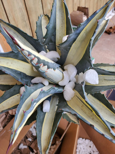 Agave mediopicta Alba