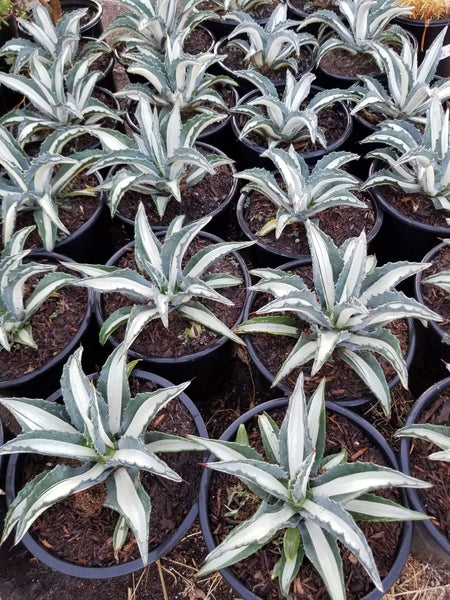 Agave mediopicta Alba