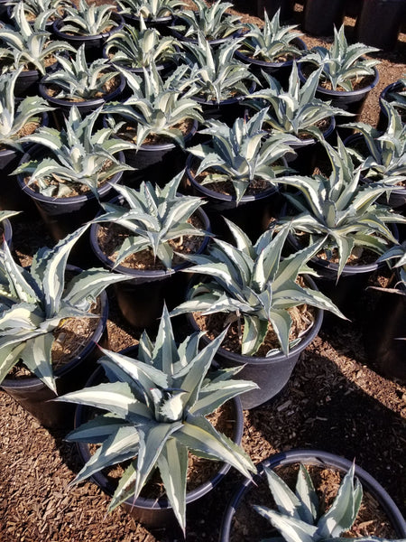 Agave mediopicta Alba