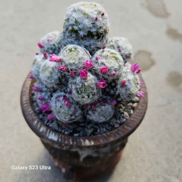 Mamillaria hunboltii