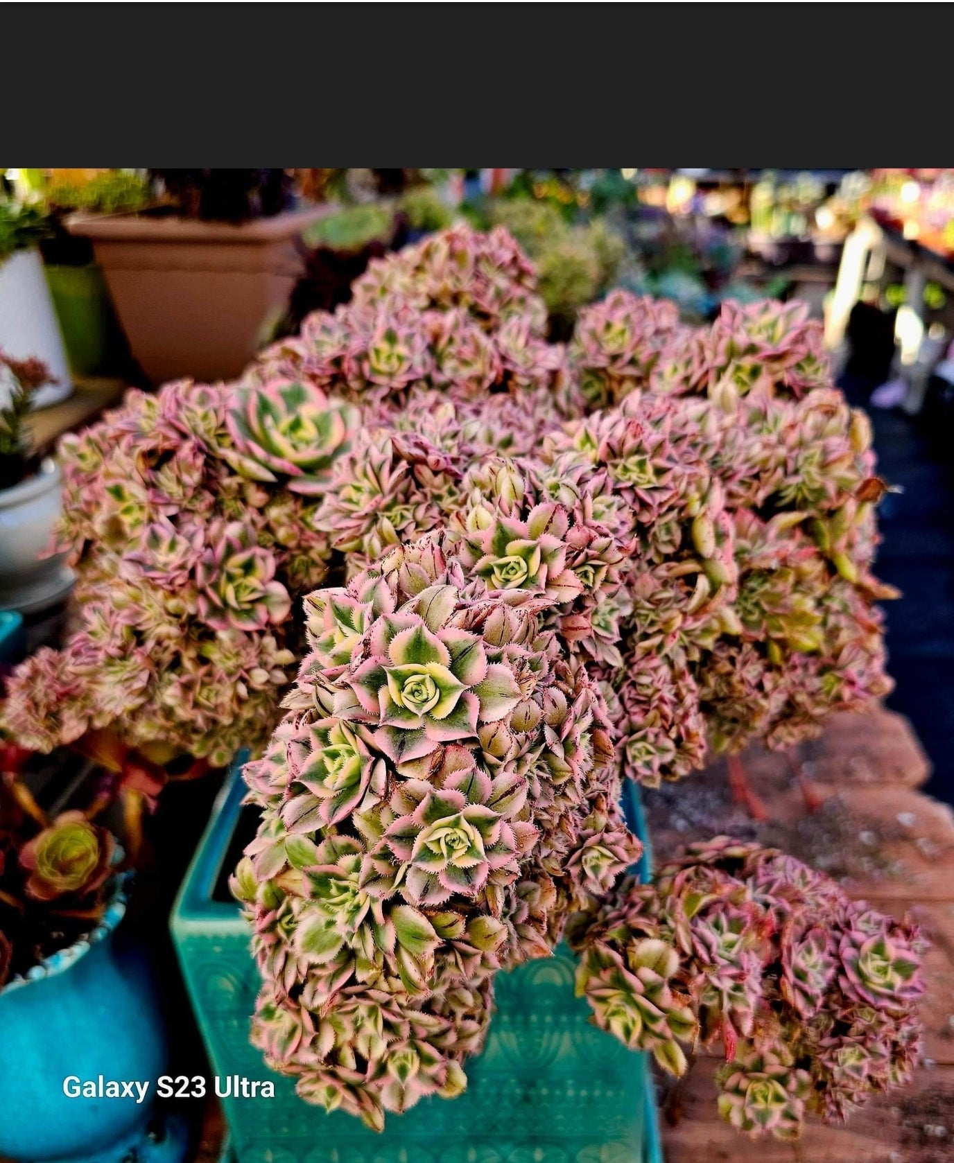 Aeonium Sunburst Crested