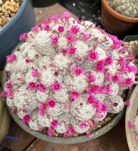 Mamillaria hunboltii