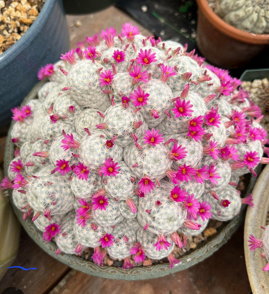 Mamillaria hunboltii