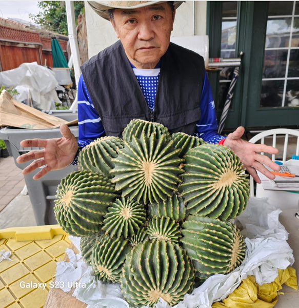 Ferocactus glaucescens cv. Inermis