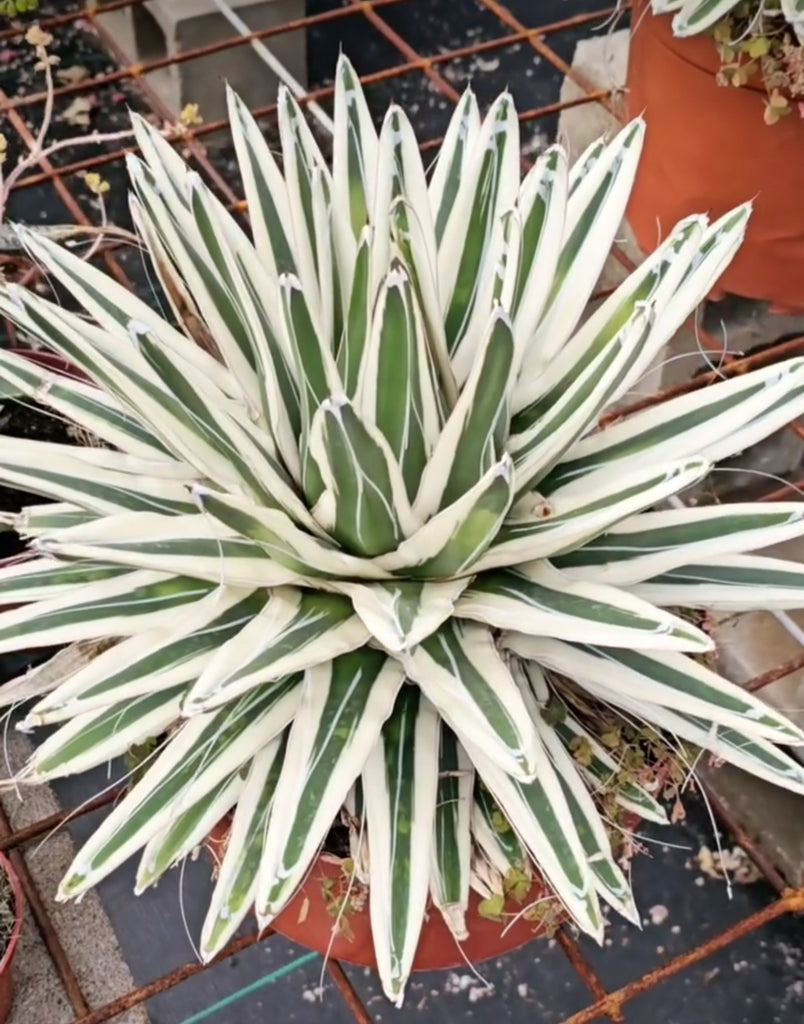 Agave 'Rockin' Robin' 【hybrid】 225 Agave rhino – AceMegaSucculents
