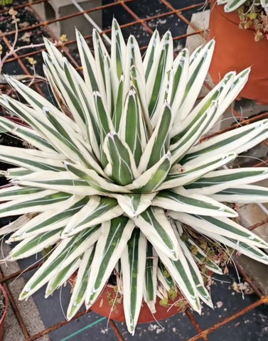 Agave rhino