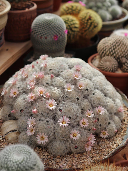 Mammillaria plumusa